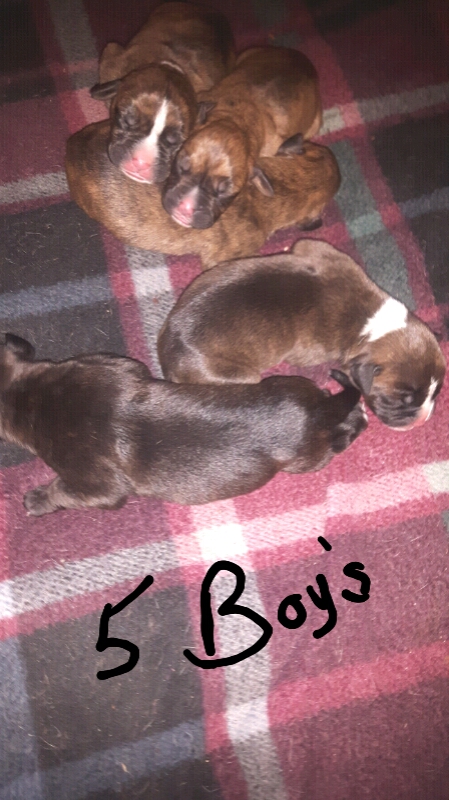 Boxer mastiff X. 9 puppies $500 4 girls 5 boys Image eClassifieds4u