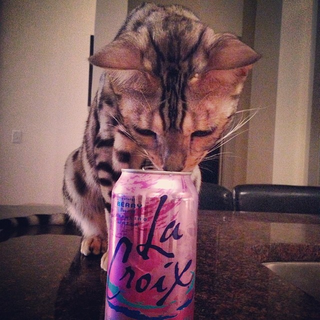 Need a home for these baby Bengal kitten!! Image eClassifieds4u