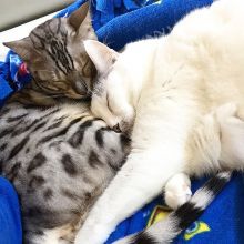 Need a home for these baby Bengal kitten!! Image eClassifieds4u 1