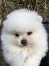 Teacup pomeranian puppies for sale Image eClassifieds4u 4