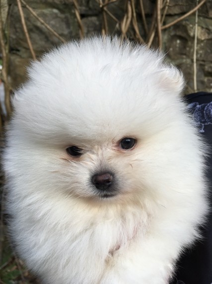 Teacup pomeranian puppies for sale Image eClassifieds4u