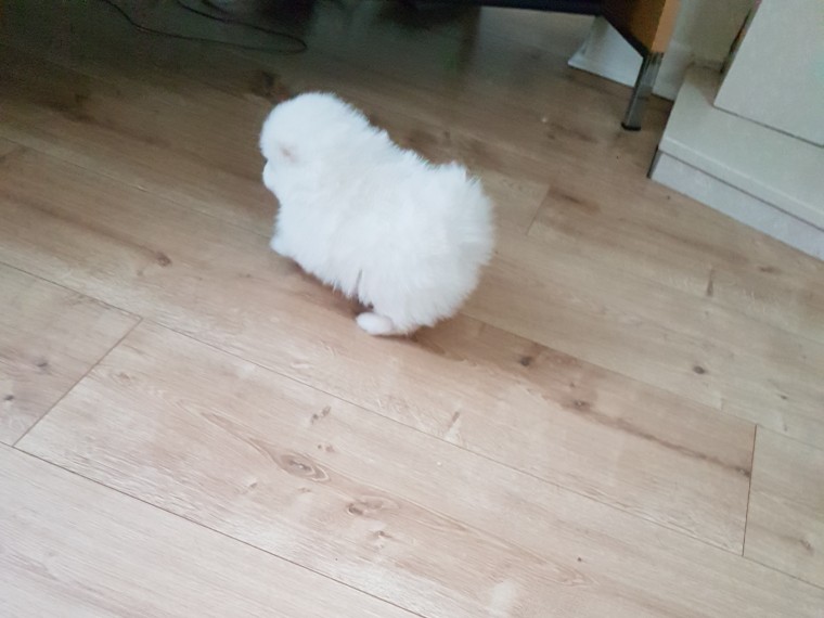 Teacup pomeranian puppies for sale Image eClassifieds4u