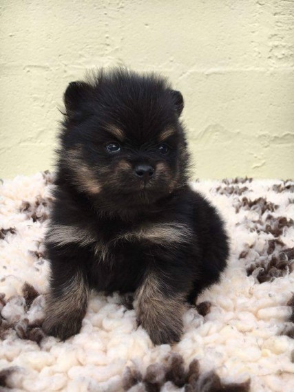 Teacup pomeranian puppies for sale Image eClassifieds4u