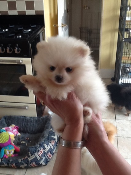 Teacup pomeranian puppies for sale Image eClassifieds4u