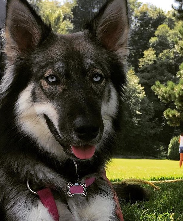 Female Siberian Huksy/ German Shepard Cross Image eClassifieds4u