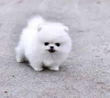 Two Awesome T-Cup Pomeranian Puppies For adoption Image eClassifieds4U