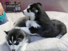 Registered Male/Female Siberian Husky Puppies