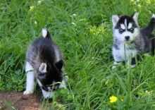 Blue Eyes Siberian Husky Puppies. Image eClassifieds4U