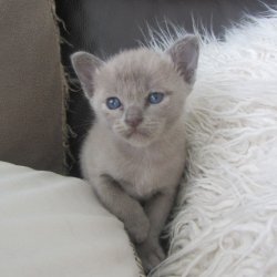 Asian Cats and Kittens for sale Image eClassifieds4u