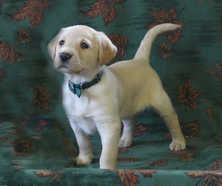 🏡 Excellent ☮ C.K.C ☮ Labrador Retriever ☮ Puppies For Adoption 🏡 Image eClassifieds4u