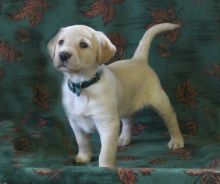 🏡 Excellent ☮ C.K.C ☮ Labrador Retriever ☮ Puppies For Adoption 🏡 Image eClassifieds4U