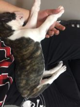 8 weeks female olde English bulldog looking for a new home