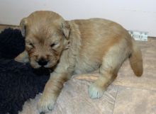 AKC DARK Golden Retriever Puppies