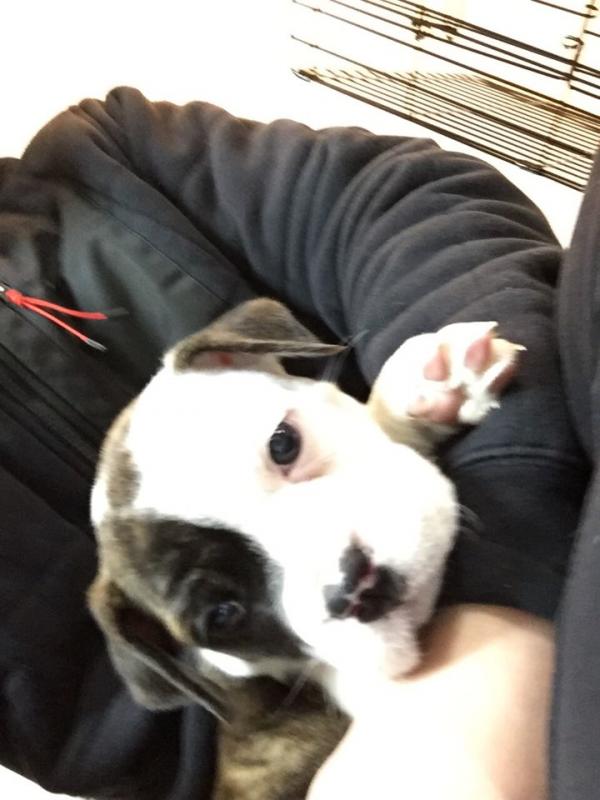 8 weeks female olde English bulldog looking for a new home Image eClassifieds4u