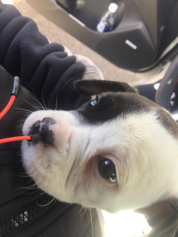 8 weeks female olde English bulldog looking for a new home Image eClassifieds4u