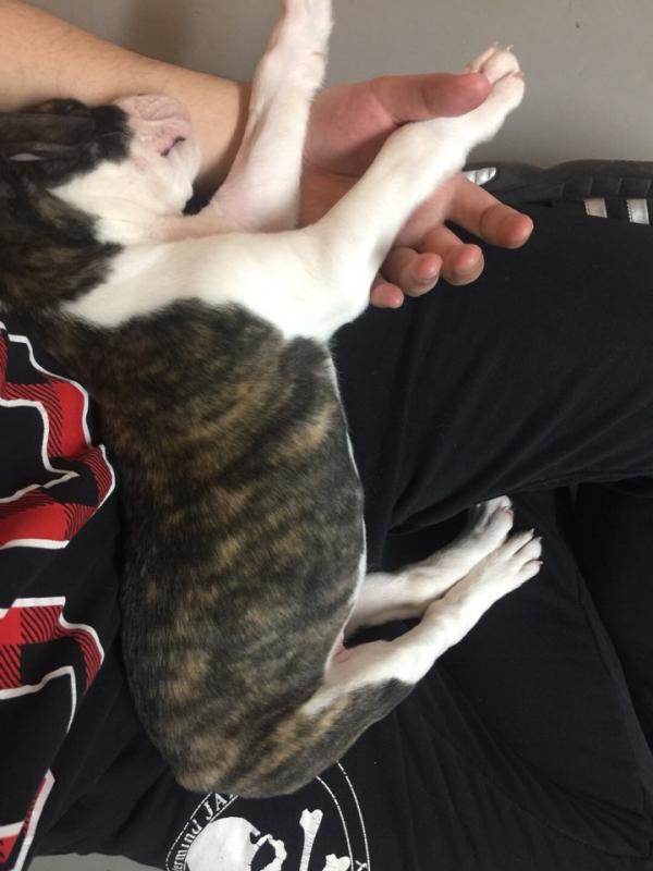 8 weeks female olde English bulldog looking for a new home Image eClassifieds4u