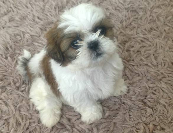 Beloved 12weeks Shih Tzu Puppies male and female seeking new home Image eClassifieds4u