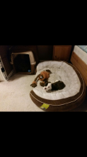 8 weeks female olde English bulldog looking for a new home Image eClassifieds4u 3