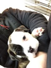 8 weeks female olde English bulldog looking for a new home Image eClassifieds4u 4
