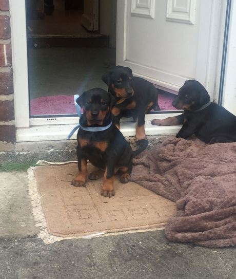 Pedigree Doberman Pups For Sale Image eClassifieds4u
