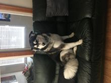 Husky for rehoming