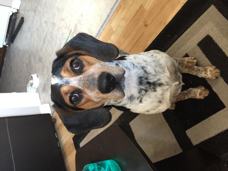 Blue tic red tic mix Image eClassifieds4u