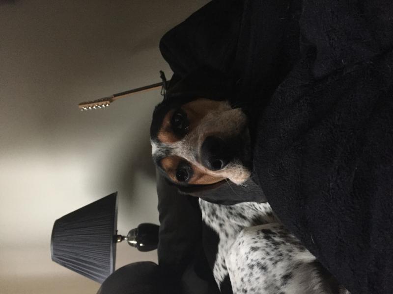 Blue tic red tic mix Image eClassifieds4u