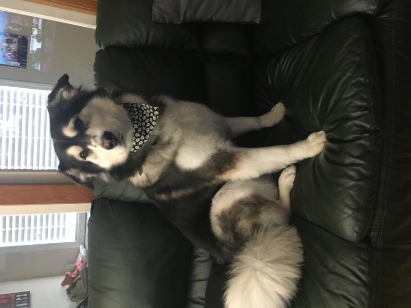 Husky for rehoming Image eClassifieds4u