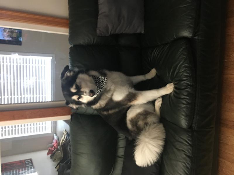 Husky for rehoming Image eClassifieds4u