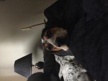 Blue tic red tic mix Image eClassifieds4u 1