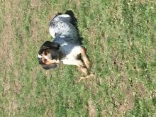 Blue tic red tic mix Image eClassifieds4u 3