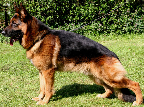 Showline German Shepherd Dog - Breeding/Reproduction Image eClassifieds4u