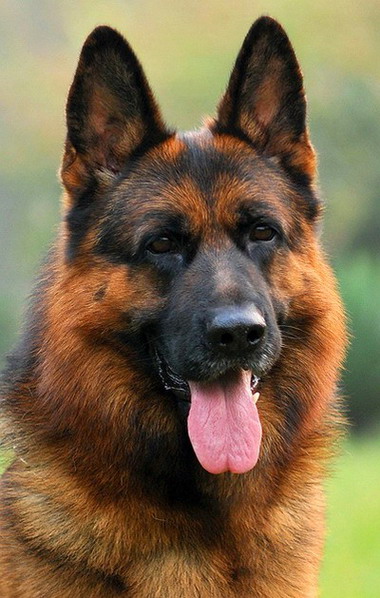 Showline German Shepherd Dog - Breeding/Reproduction Image eClassifieds4u