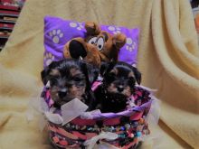 AKC YORKIE puppies. Comes with vaccinations,