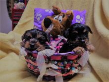 Cute Yorkie's Puppies For Sale