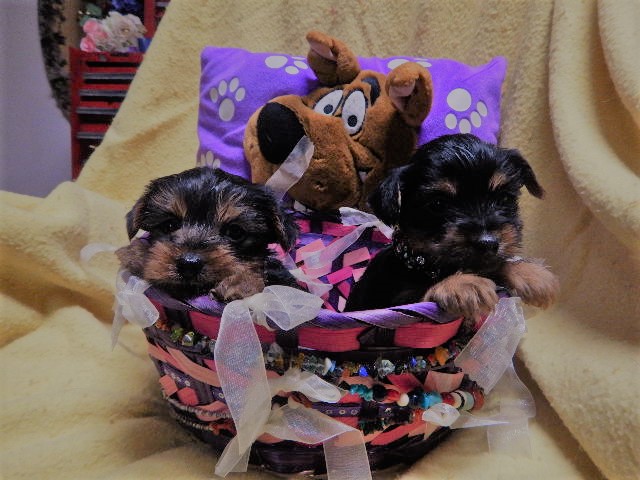 Cute Yorkie's Puppies For Sale Image eClassifieds4u