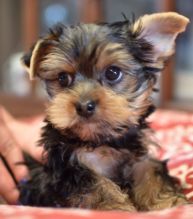 MALE AND FEMALE YORKIE PUPPIES!! Image eClassifieds4u 2