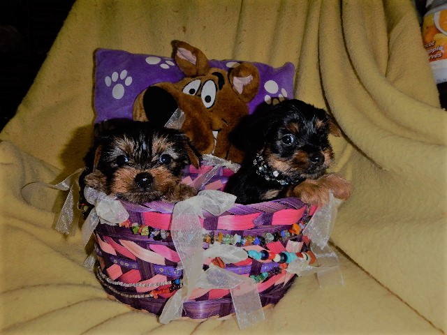 TINY PRECIOUS YEAR YORKIE PURSE PUPPIES!! Image eClassifieds4u