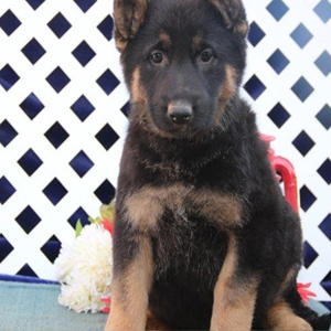 cheap german shepherd puppies for sale Image eClassifieds4u
