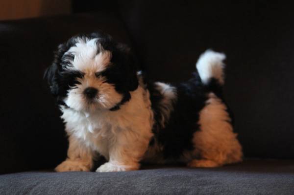 Male shih tzu pup! Image eClassifieds4u