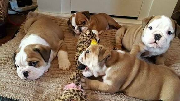 Intelligent Healthy Akc English Bulldog Puppies text back via ( (213) 787-4282} Image eClassifieds4u