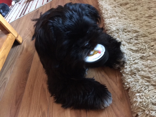 male puppy Image eClassifieds4u