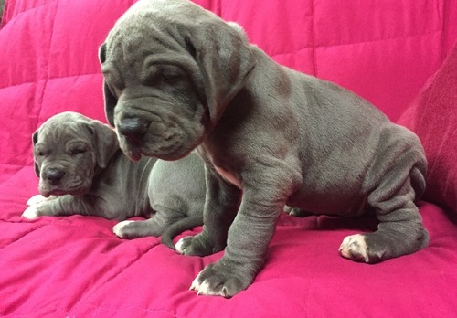 🏁🏡Energetic Male 🏁 Female Great Dane Puppies For Adoption 🏁🏡 Image eClassifieds4u
