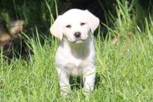 Purebred, CKC registered Labrador retriever puppies
