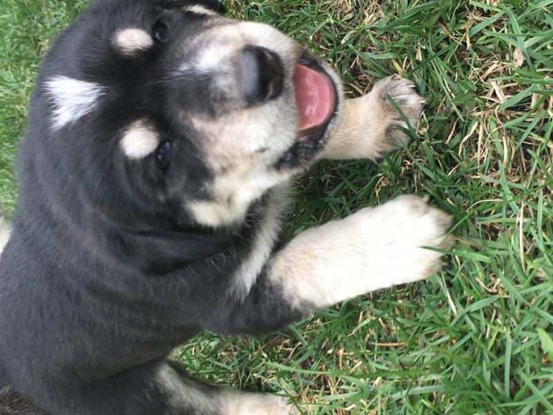 Huskey x German Shepard pups Image eClassifieds4u