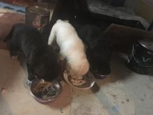 Huskey x German Shepard pups Image eClassifieds4u 2