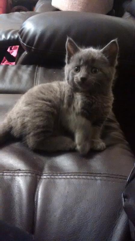 Munchkin kitten Image eClassifieds4u