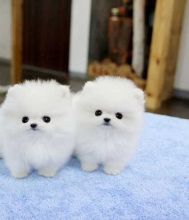 Beautiful pomeranian puppies ready to go out .