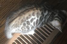 Snow and brown rosetted bengals