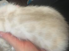 Snow and brown rosetted bengals Image eClassifieds4u 2